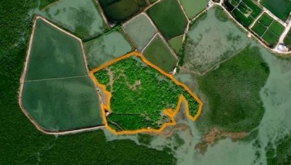 广西廉州湾发现广西沿岸最大面积原生海漆红树林