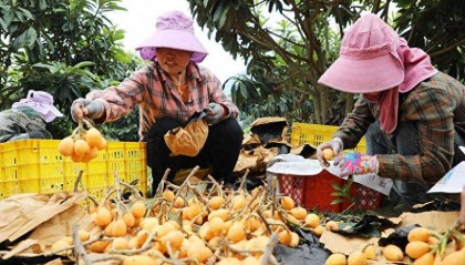 广西融安：枇杷丰收 日子香甜