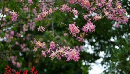 冷空气明天凌晨到达广州市区，后天起转为晴冷