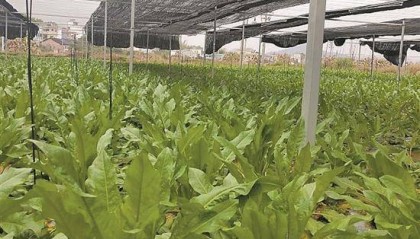 Edible dock seeds carried by Shenzhou-16 will undergo cultivation experiments in Shaoguan