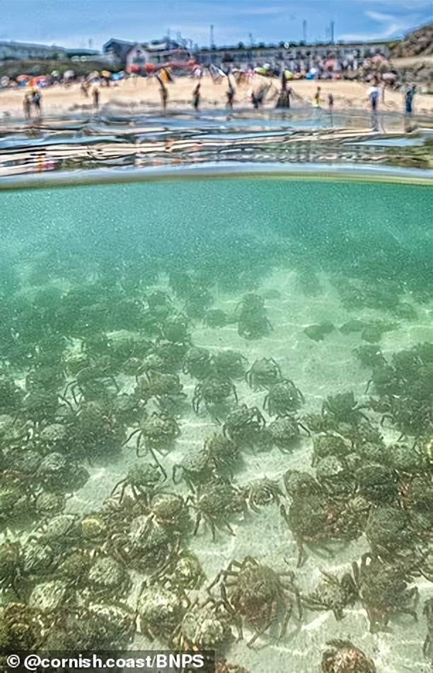 澳洲浅水区惊现数以万计蜘蛛蟹，当地人震惊，纷纷网搜：能吃吗？