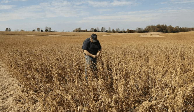 谈妥了又突然变卦!中国复购美国大豆换关税暂停,美贸易代表直接通告全球:继续查中国