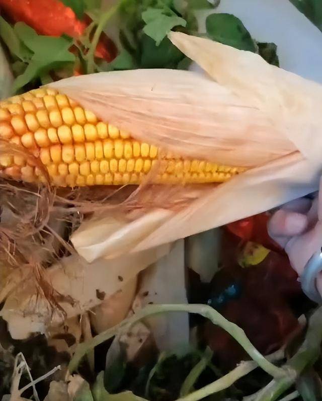 女子疑因拍亲姑姑偷玉米遭姑父棍杀，邻居欲报警也遇害