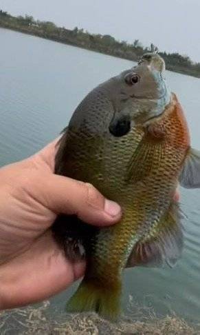 成都多湖钓起“黑耳”怪鱼！专家：是太阳鱼，系入侵物种 勿放生可清蒸或红烧
